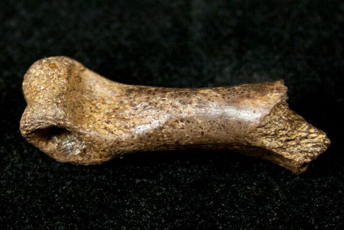 Small Theropod (Raptor) Partial Toe Bone - Hell Creek Formation #12794